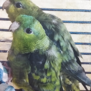 5Figo i Fiona Ewy P.