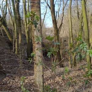rajd0002